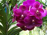 vanda