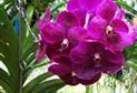 vanda