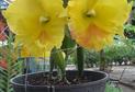 cattleya