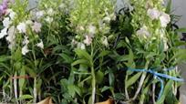 dendrodium