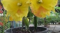 cattleya