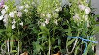 dendrodium