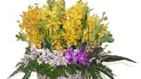 mocara orchid