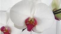 phalaenopsis
