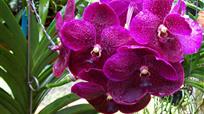 vanda