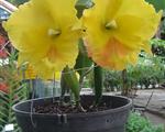 cattleya