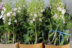 dendrodium