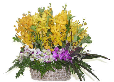 mocara orchid
