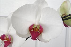 phalaenopsis